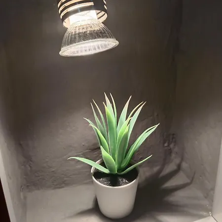 Iris بيت شباب بلغراد